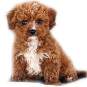 Red/White Cavapoo Pup
